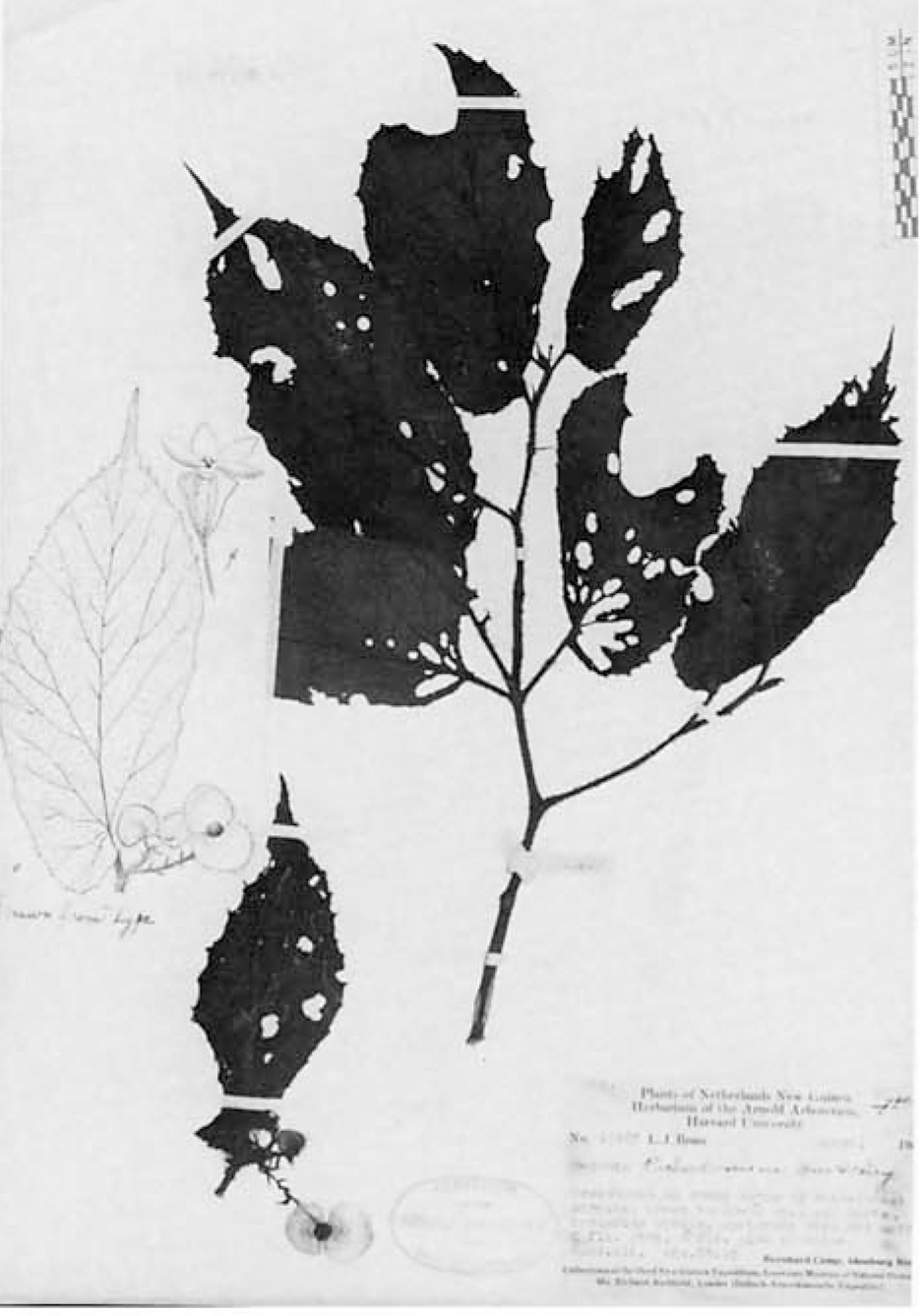 B. mystacina